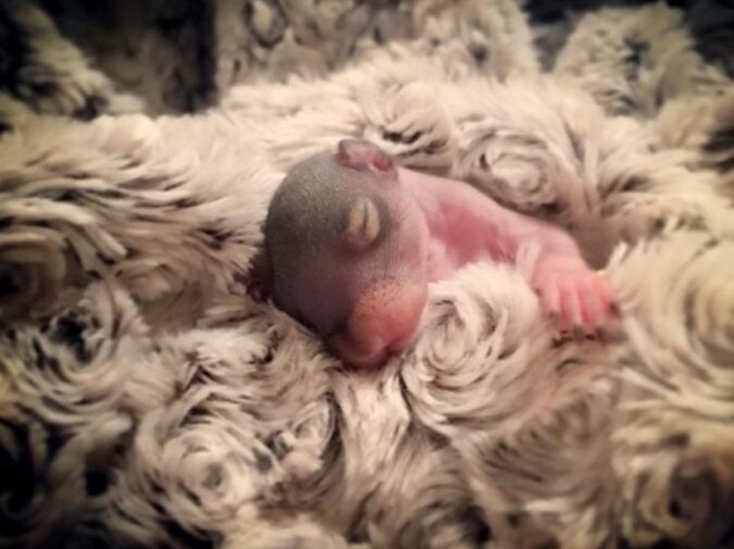Das neugeborene Eichhörnchen wurde von seiner Mutter verlassen, aber gute Menschen haben es zu einem wirklich süßen Eichhörnchen erzogen