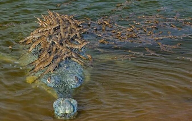 "Väterliche Pflicht": Der Krokodilvater fährt geduldig 100 seiner Kinder auf den Rücken spazieren