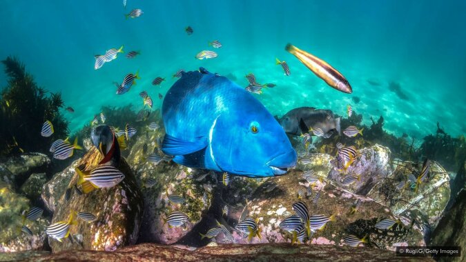 Das vergessene Riff: Welche Naturwunder verbergen sich an der australischen Küste