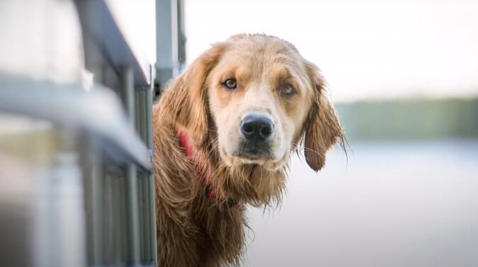 Echte Loyalität: Ein ausgesetzter Hund wartet vor dem Haus schon seit drei Jahren auf seinen Besitzer