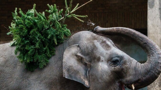 Ein Elefant mit dem Weihnachtsbaum. Quelle: focus.com