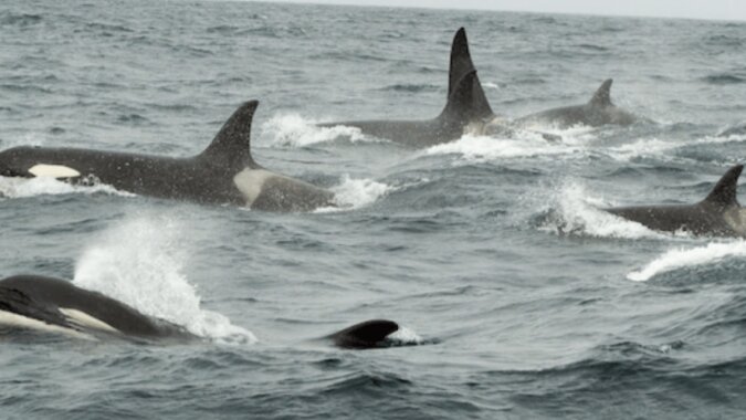 Orca-Schwarm. Quelle:National Geographic