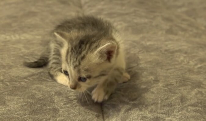 Kleines Kätzchen. Quelle: YouTube Screenshot