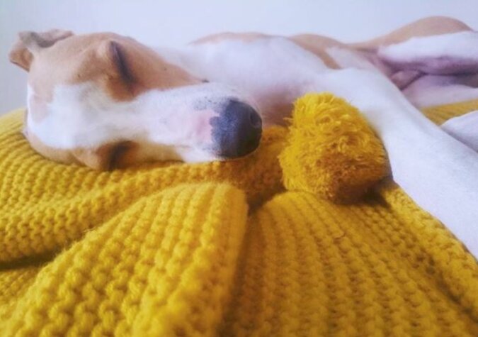 89-jährige Frau hat 450 Decken und Pullover für Hunde aus Tierheimen strickt