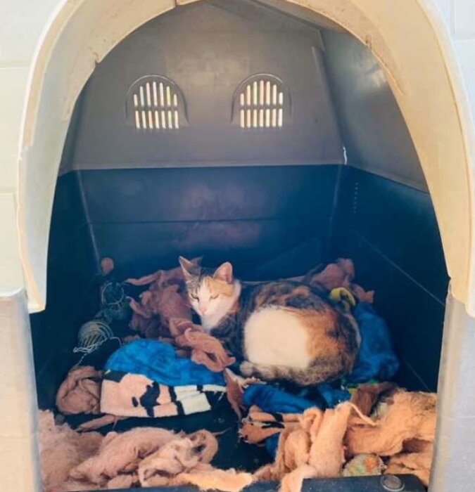Pitbull gab sein Häuschen an eine streunende Katze ab, damit sie Kätzchen zur Welt bringen konnte