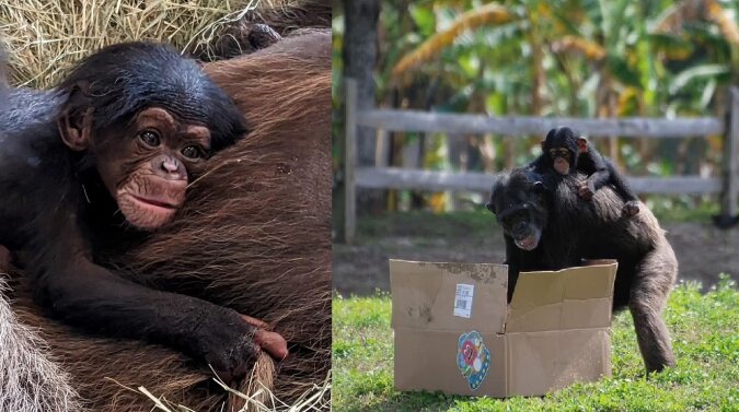 Schimpansenbaby. Quelle: dailymail.co.uk