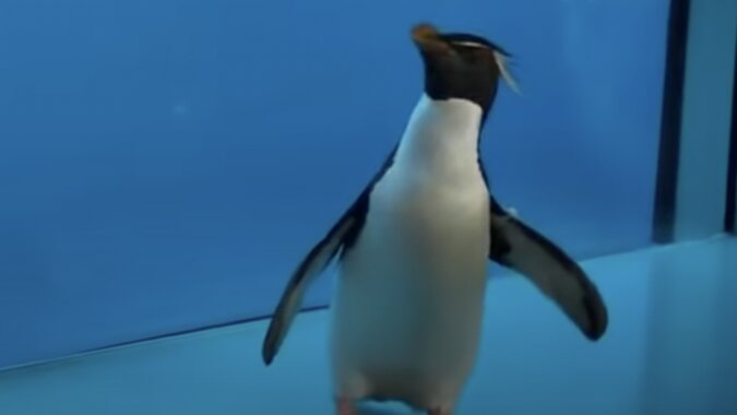 Rosie der Pinguin im Ozeanarium. Quelle: Screenshot YouTube