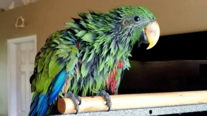 Papagei namens Tiki. Quelle: focus.com