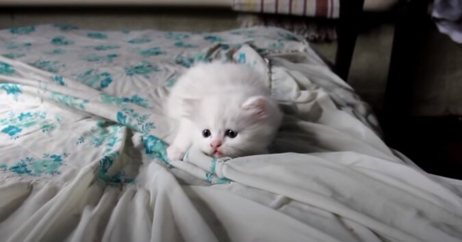 Ein Kätzchen. Quelle: Screenshot YouTube