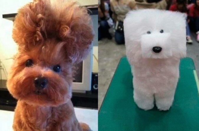 Die Besitzer beschlossen, über ihre Haustiere zu lachen und ließen ihnen spezielle Haarschnitte machen