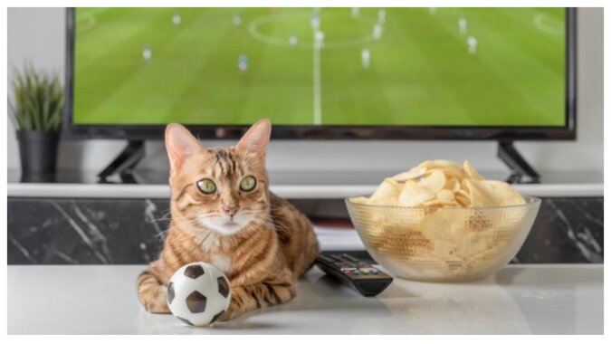 Fußball-liebende Katze. Quelle: detaly.сom