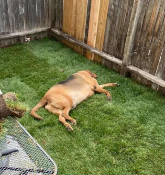 &quot;Für das liebe Haustier&quot; Der Hund aus dem Tierheim hatte nie einen