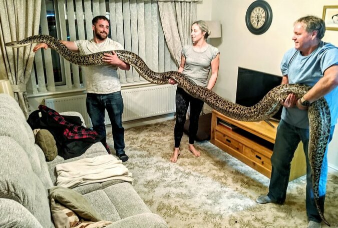 "Vom Kind zum Riesen": Ein Mann kaufte eine kleine 20-Zentimeter-Schlange, die inzwischen 5,7 Meter erreicht hat