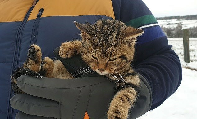 "Seltener Fund": Retter trafen ein gefrorenes Kätzchen, das sich als ein Tier seltener Art herausstellte