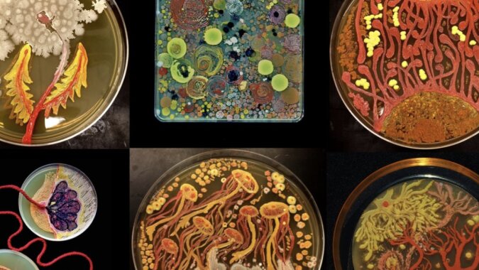 Wissenschaftler schaffen Gemälde aus Mikroben. Quelle:Maria Peñil Cobo/Berkmen laboratory