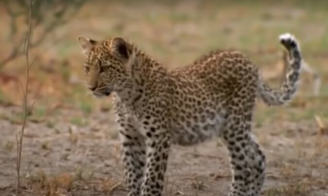 Leopard. Quelle: Screenshot YouTube
