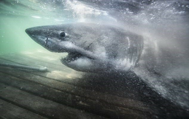 „Königin des Ozeans”: Ozeanographen fingen den größten Hai