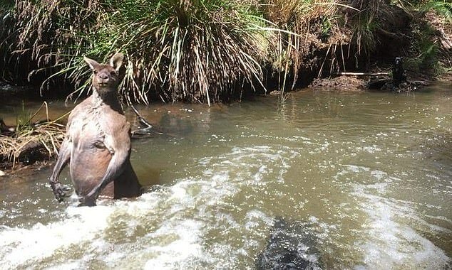 "Riesenkänguru": Als ein Mann mit dem Hund spazieren ging, traf er ein Hundert Kilo schweres Känguru