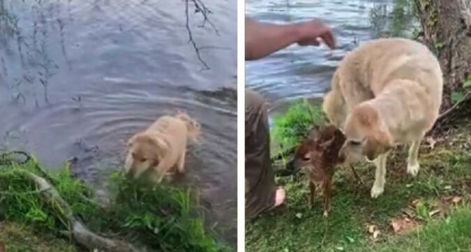 Hund und Rehbaby. Quelle: Screenshot YouTube