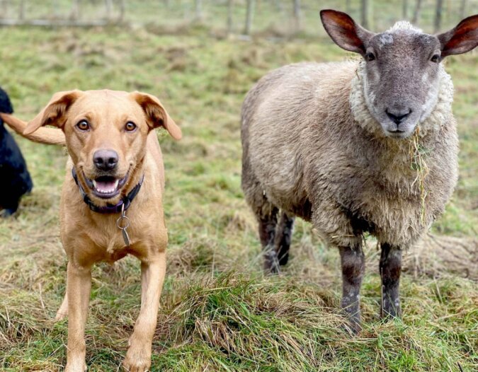  Kann bellen und beißen: Das Schaf ist sicher, dass es ein Hund ist und sich auch so verhält