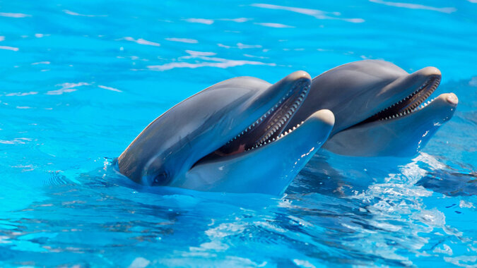 "Plötzliche Umarmungen": Eine Frau ruhte in der Nähe des Wassers, als ein liebevoller Delphin beschloss, mit ihr zu kuscheln