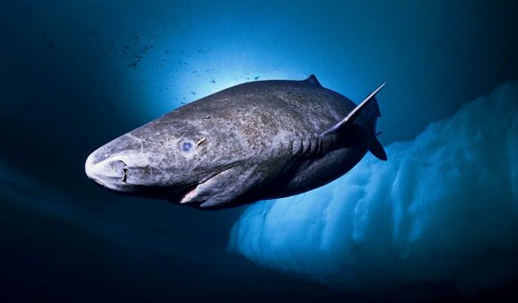 Fünf Jahrhunderte lang: Polarhai  ist fünfhundert und zwölf Jahre alt