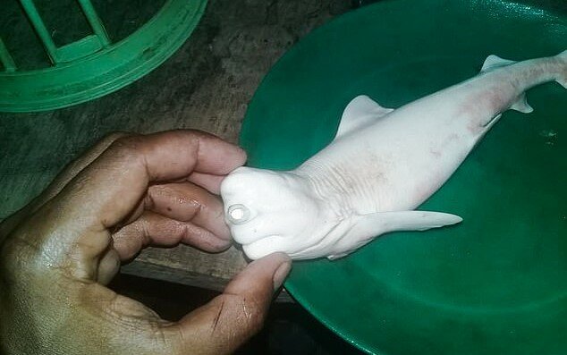 "Albino-Zyklop": Fischer fingen einen Hai seltener Art, die Einzelheiten sind bekannt geworden