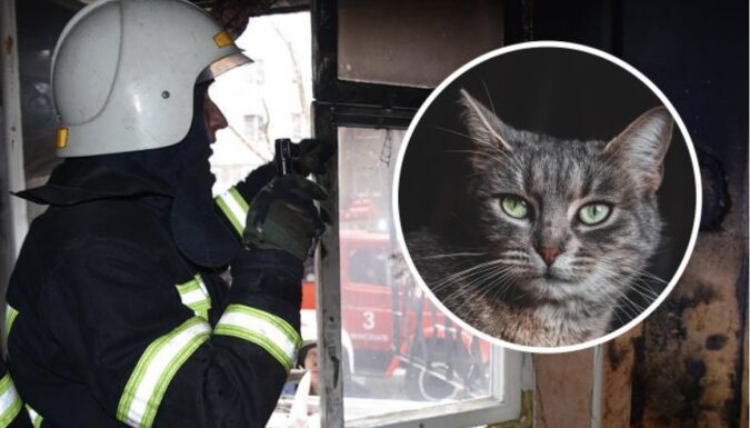 Katzen aus Feuer gerettet.Quelle: www. goodhouse.сom