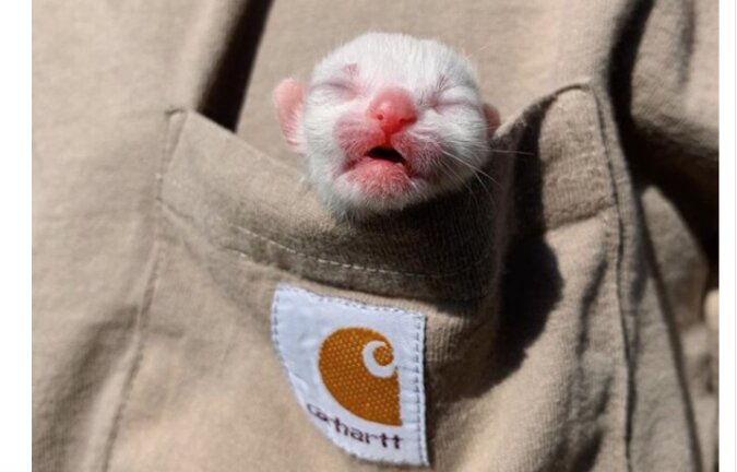 Ein frühgeborenes Kätzchen wog nur 50 Gramm, aber die Besitzer beschlossen für sein Leben zu kämpfen