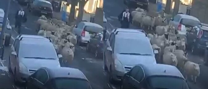 25 Schafe auf der Straße. Quelle: dailymail.co.uk