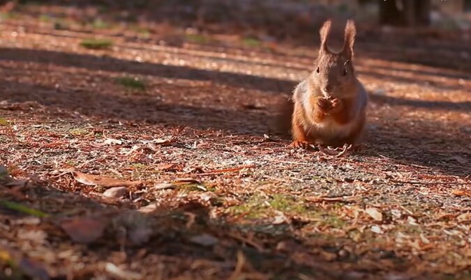 Ein Eichhörnchen. Quelle: Screenshot YouTube