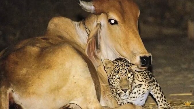 Leopard und Kuh.  Quelle: Screenshot YouTube