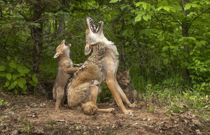 "Kratze meinen Rücken": Kojote-Mutter konnte das Vergnügen nicht aufhalten, als einer ihrer Welpen ihren Rücken kratzte
