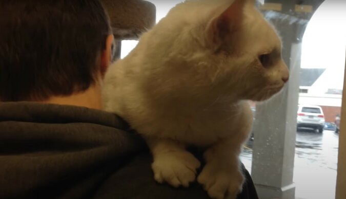 Die Katze aus einem Tierheim. Quelle: Screenshot YouTube