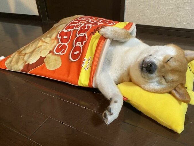 „Essensliebhaber“: Shiba-inu-Hund mag Essen und der Besitzer kaufte ihm eine thematische Decke