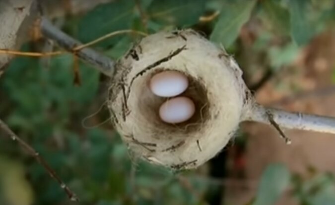 Nest. Quelle: Screenshot YouTube