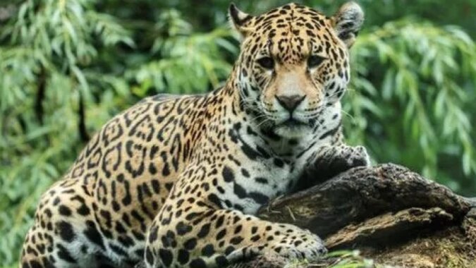 Die Abholzung der Wälder hat dazu geführt, dass Leoparden Dörfer angreifen. Quelle: Getty Images