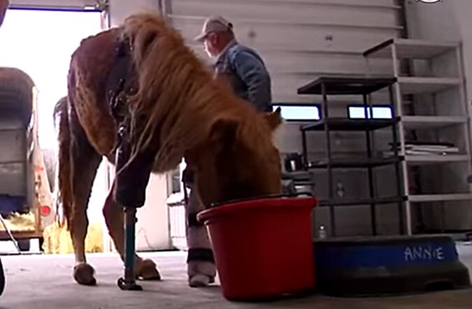 Ein orthopädischer Chirurg baut eine einzigartige Prothese für ein Pony und schenkt ihm ein neues Leben