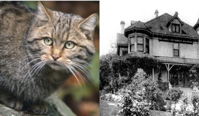Die Katze weiß mehr über das alte Haus als die Besitzer.Quelle: www. ridus.сom
