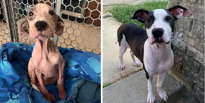 Damals und heute: Menschen teilen Fotos ihrer Haustiere, um Veränderungen in ihrem Leben zu zeigen