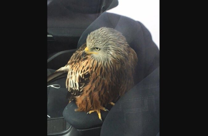 Ein Mann rettete einen verletzten Vogel, indem er ihn in sein Auto setzte, aber dann bereute er es