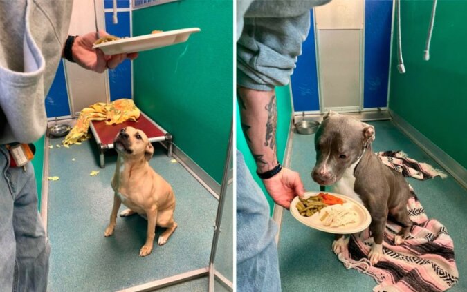 “Von ganzem Herzen“: Ein Ehepaar bereitete 80 separate Abendessen für Tiere aus dem Tierheim zum Thanksgiving zu