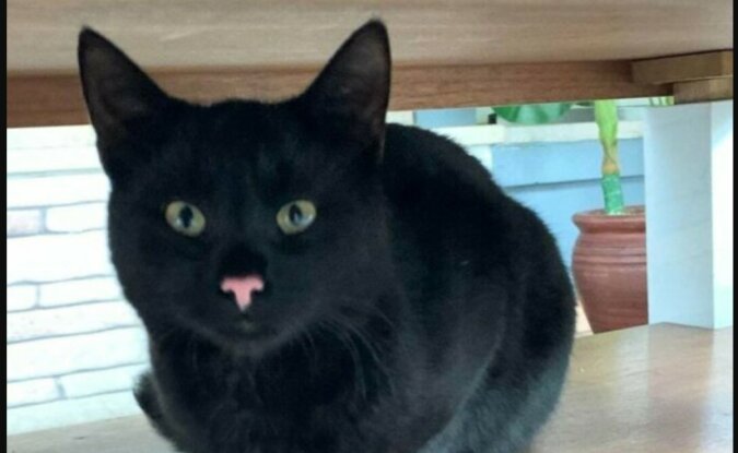 Schöne schwarze Katze. Quelle: boredpanda