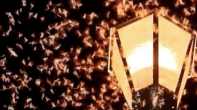 Insekten im Licht. Quelle: Screenshot YouTube