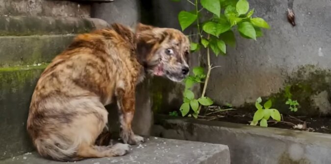 "Ich glaube nicht, dass man mich lieben wird": ein streunender Hund, der auf der Suche nach Futter durch die Straßen läuft
