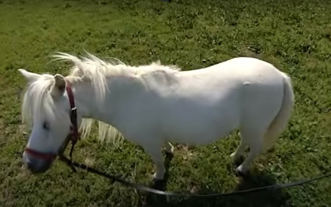 Pony. Quelle: Screenshot YouTube