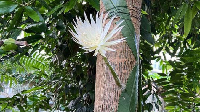 Amazonas-Kaktus namens „Königin der Nacht“. Quelle: focus.com