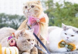 Katzen auf einem Spaziergang. Quelle:Sponge Cake + Mocha + Donut/Instagram