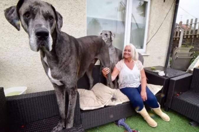 Weltmeister in Größe: die Dogge namens Freddy wird als größter Hund bezeichnet