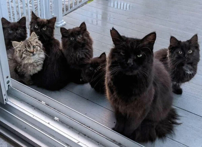 "Vertrautheit mit der ganzen Familie": Die gerettete Katze brachte alle Kätzchen zu ihrem Retter